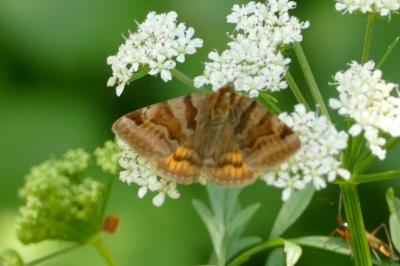 <i>Euclidia glyphica</i>