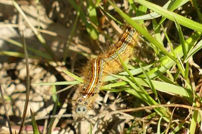 <i>Malacosoma neustria</i>