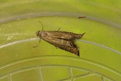 <i>Glyphipterix thrasonella</i>