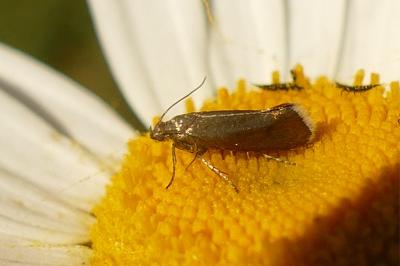 <i>Glyphipterix fuscoviridella</i>