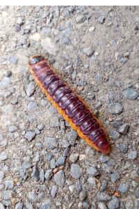 <i>Cossus cossus</i>