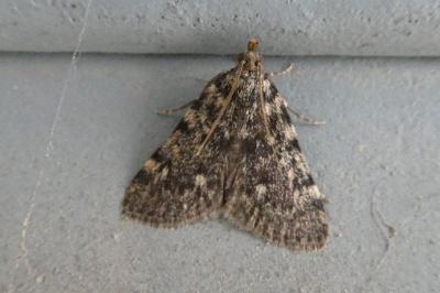 <i>Aglossa pinguinalis</i>