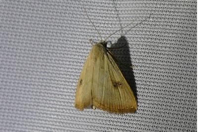 <i>Rivula sericealis</i>