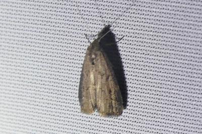 <i>Schrankia costaestrigalis</i>