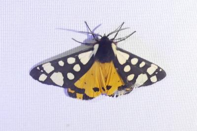 <i>Arctia villica</i>