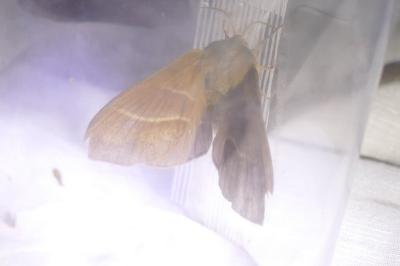 <i>Macrothylacia rubi</i>