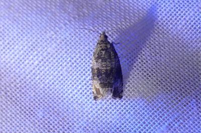 <i>Celypha lacunana</i>