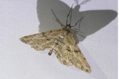 <i>Peribatodes rhomboidaria</i>