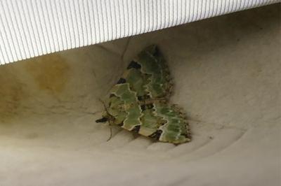 <i>Colostygia pectinataria</i>