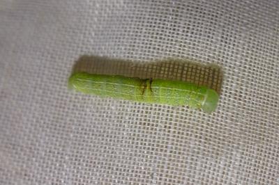 <i>Orthosia cerasi</i>