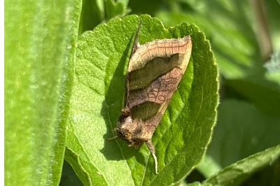 <i>Diachrysia chrysitis</i>