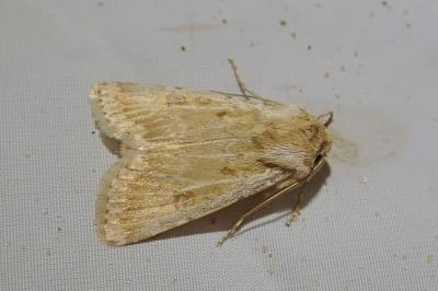 <i>Agrotis ripae</i>