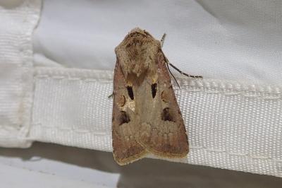 <i>Agrotis exclamationis</i>