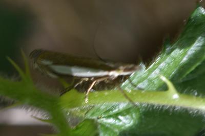 <i>Crambus pascuella</i>
