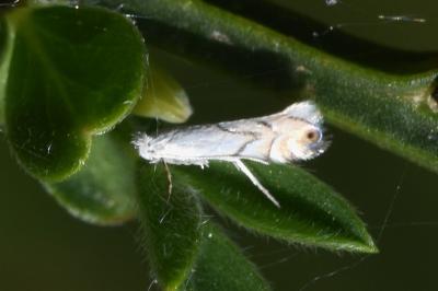 <i>Phyllonorycter harrisella</i>