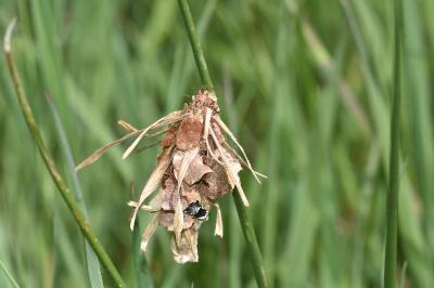 <i>Canephora hirsuta</i>