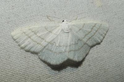 <i>Plagodis pulveraria</i>