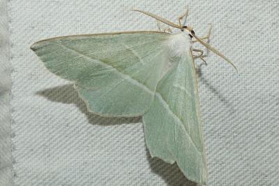 <i>Campaea margaritaria</i>