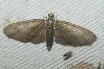 <i>Eupithecia abbreviata</i>