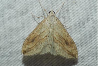 <i>Evergestis forficalis</i>