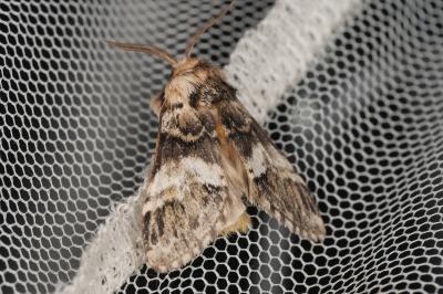 <i>Drymonia dodonaea</i>