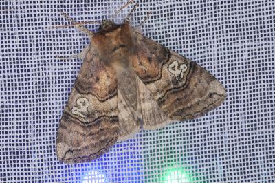 <i>Tethea ocularis</i>