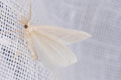 <i>Jodis lactearia</i>