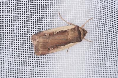 <i>Ochropleura plecta</i>