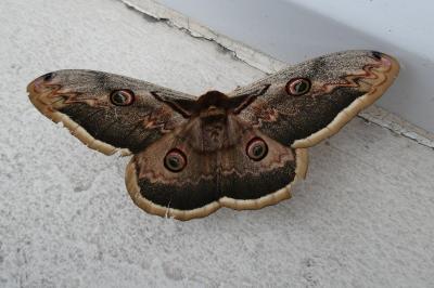 <i>Saturnia pyri</i>