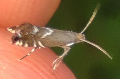 <i>Glyphipterix simpliciella</i>
