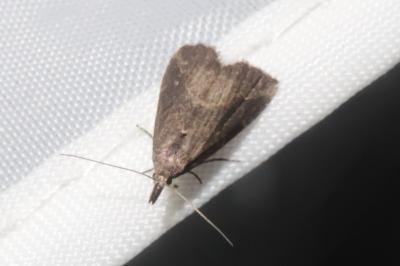 <i>Schrankia costaestrigalis</i>