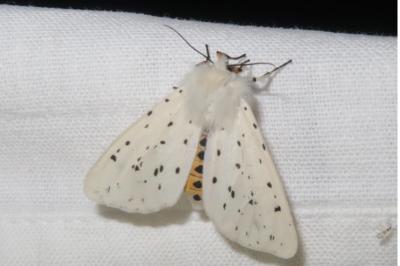 <i>Spilosoma lubricipeda</i>