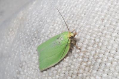 <i>Tortrix viridana</i>