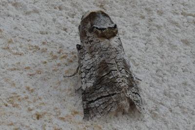 <i>Cossus cossus</i>