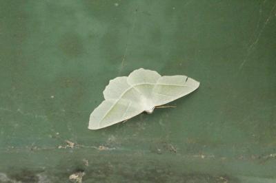 <i>Campaea margaritaria</i>