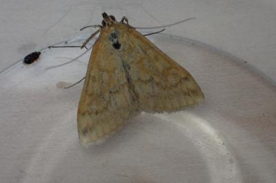 <i>Sitochroa verticalis</i>