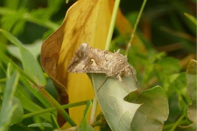 <i>Autographa gamma</i>
