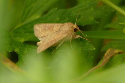 <i>Mythimna albipuncta</i>