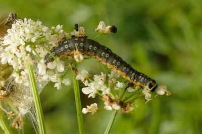 <i>Depressaria daucella</i>