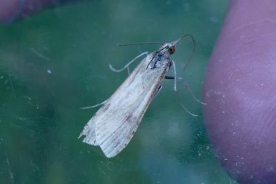 <i>Nomophila noctuella</i>