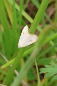 <i>Rivula sericealis</i>