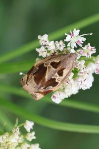 <i>Archips crataegana</i>