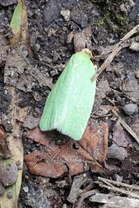 <i>Tortrix viridana</i>