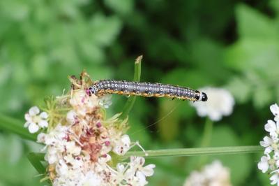 <i>Depressaria daucella</i>