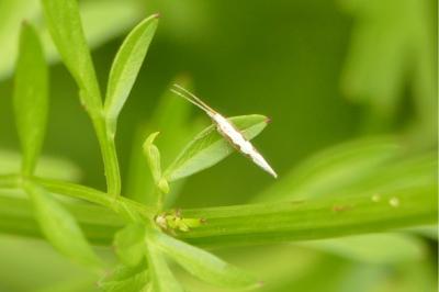 <i>Plutella xylostella</i>