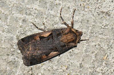<i>Xestia c-nigrum</i>