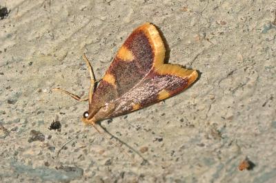 <i>Hypsopygia costalis</i>