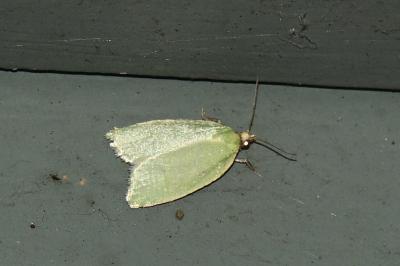 <i>Tortrix viridana</i>