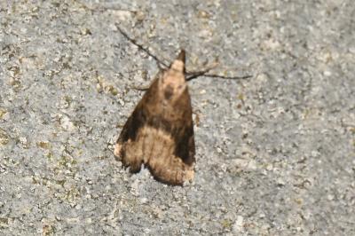 <i>Schrankia costaestrigalis</i>
