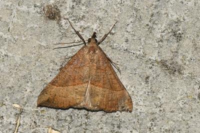 <i>Hypena proboscidalis</i>